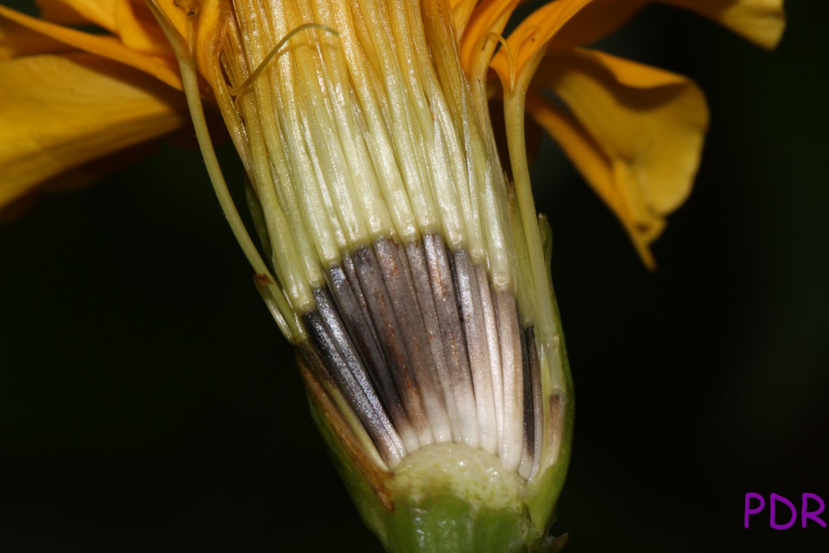 Tagetes erecta L.